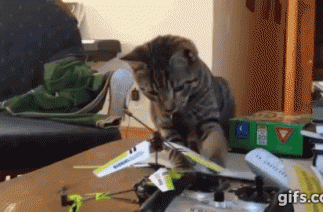 Katė prieš malūnsparnį