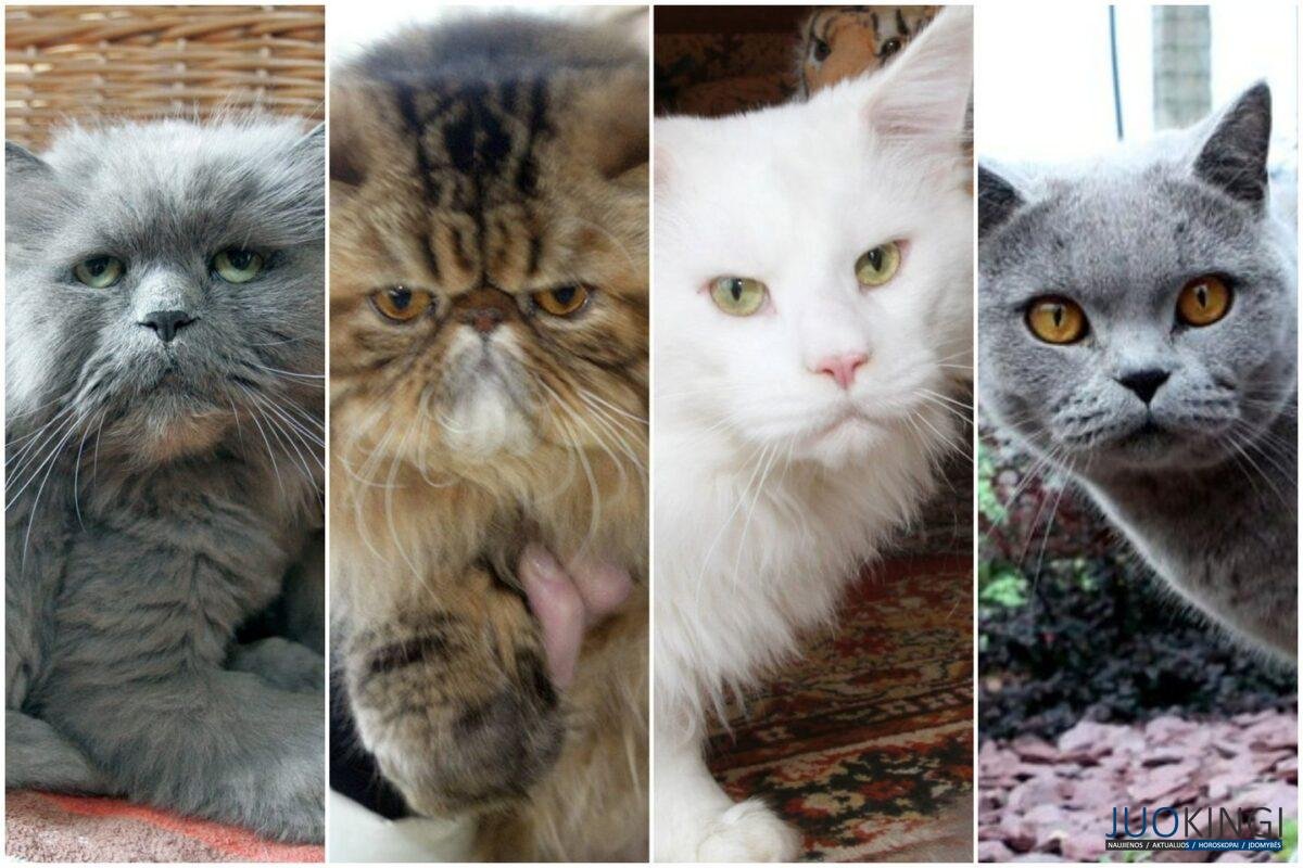 kates kurios pavergia kiekvieno sirdis