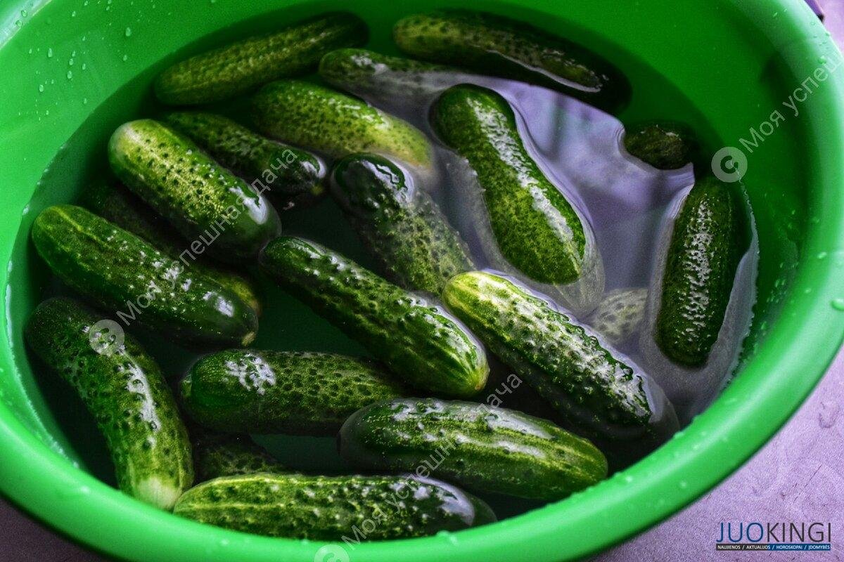Мои банки с огурцами никогда не мутнеют. Рассказываю, что нужно делать