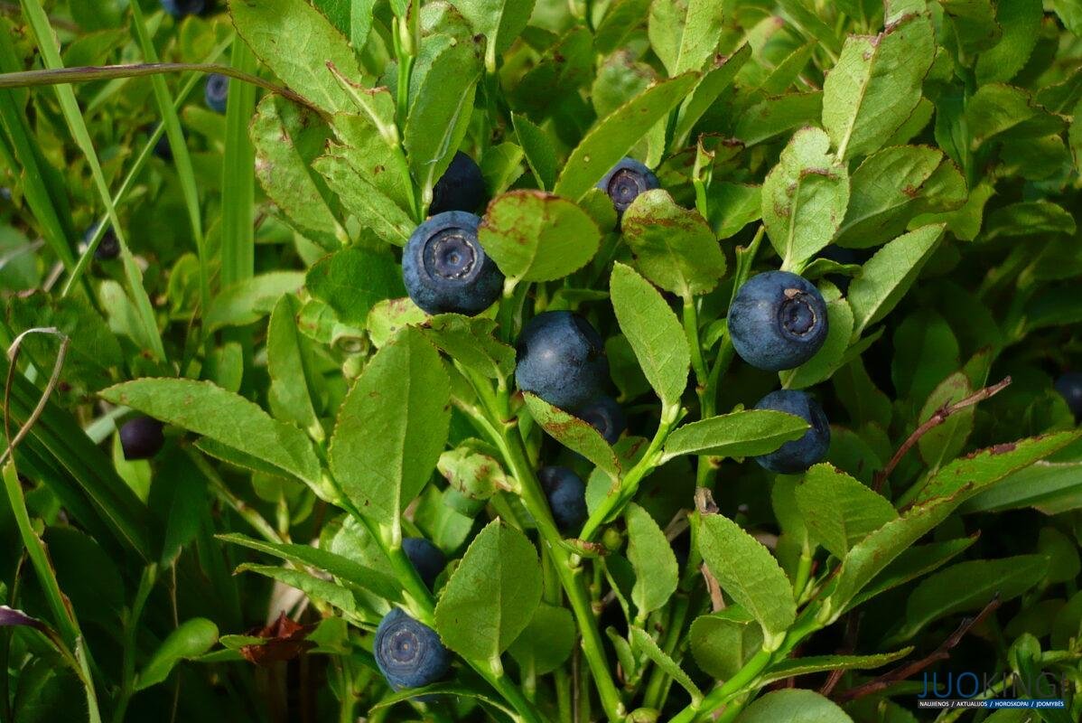 mėlynės