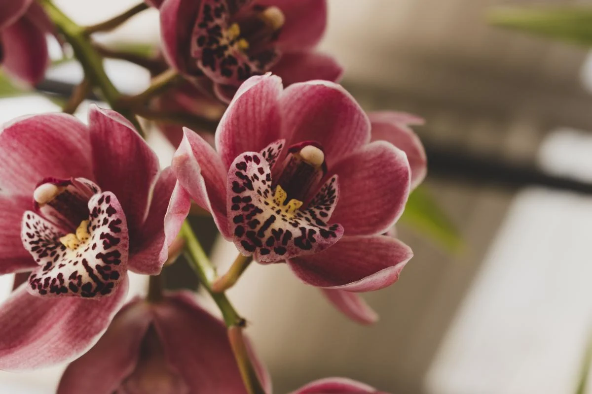 orchideja