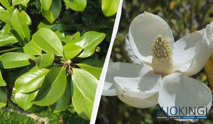 magnoliju sodinimas dabar