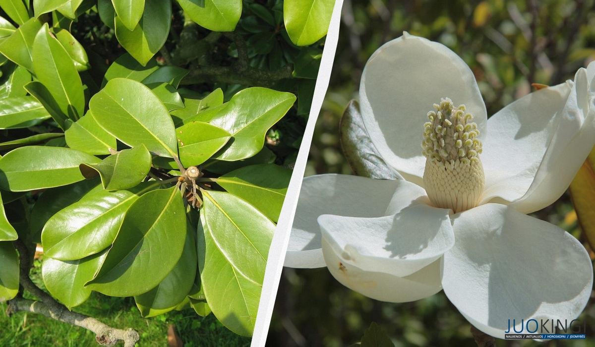 magnoliju sodinimas dabar