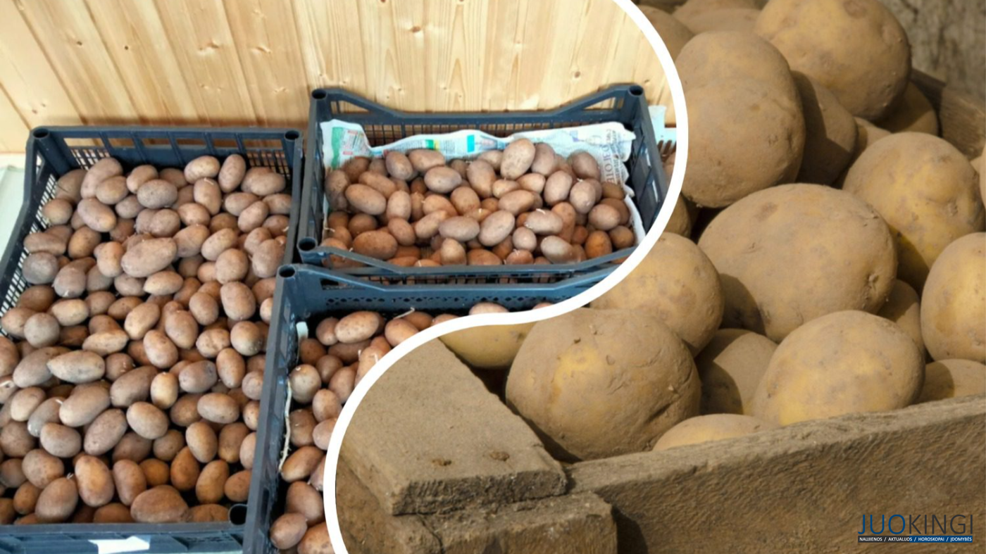 bulvių derliaus nuėmimo datos